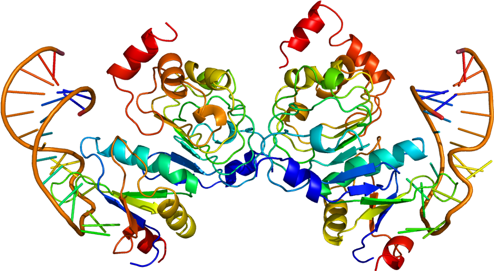 Protein Snrpb2 Pdb 1a9n - Snrpb2 Clipart (1043x594), Png Download