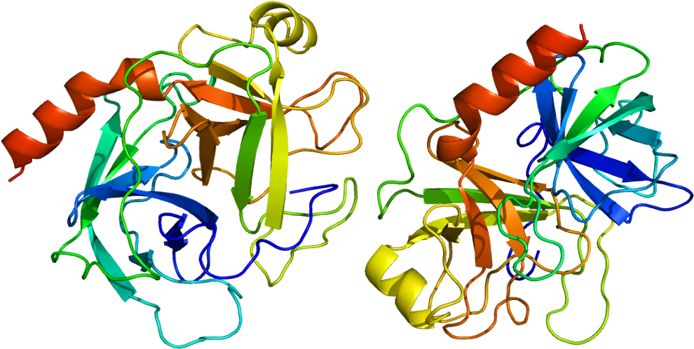 Protein Prss1 Pdb 1trn - Enzyme Clipart (1039x547), Png Download