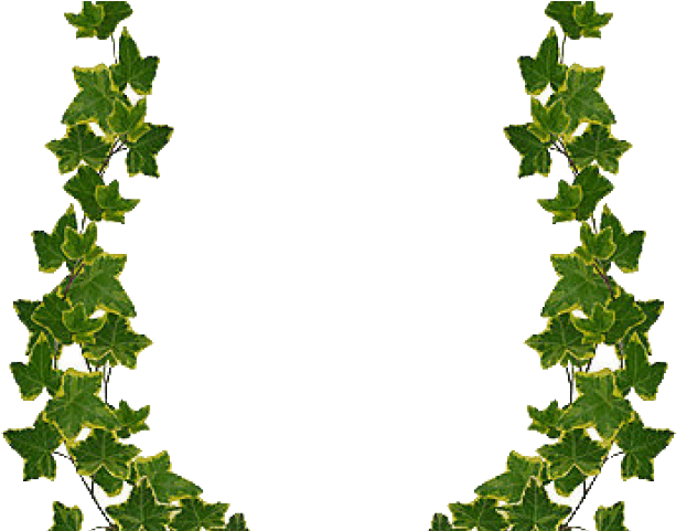 Green Leaf Border Design Png Clipart (640x480), Png Download