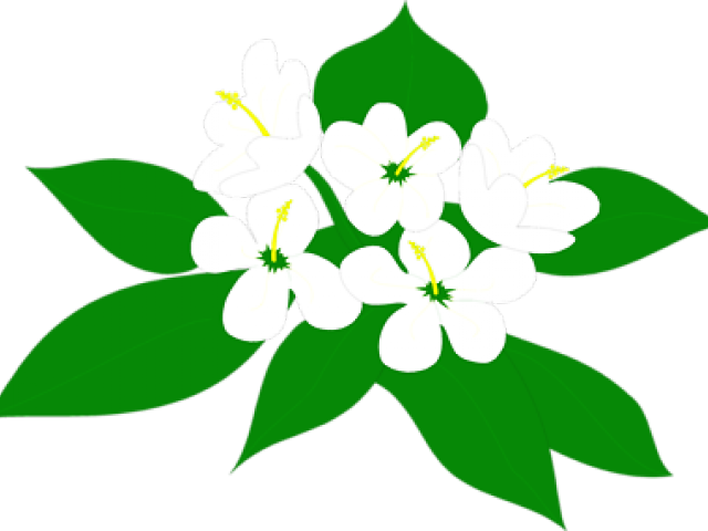 Plants Clipart Sampaguita - Sampaguita Png Transparent Png (640x480), Png Download