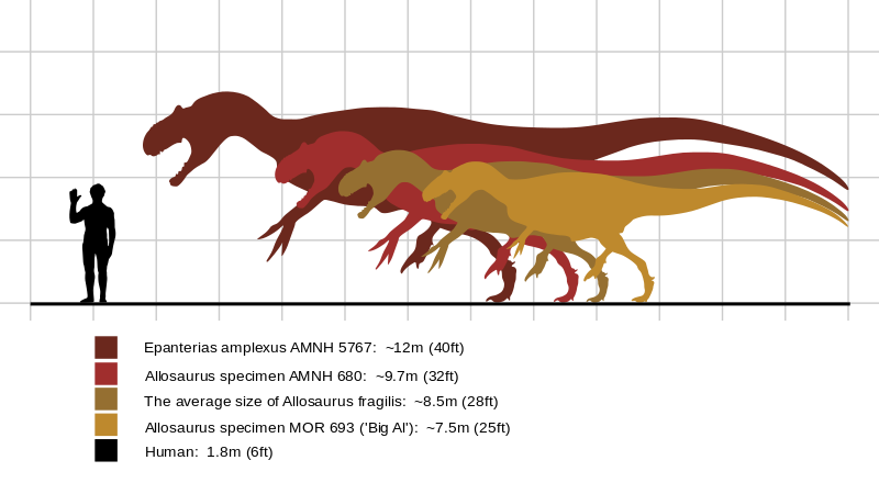 Fossil Clipart Allosaurus - Ark Titanosaur Comparison To Human - Png Download (800x450), Png Download