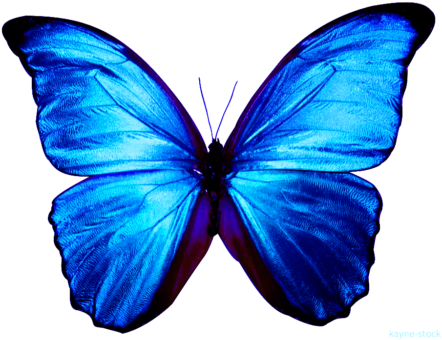 Related Wallpapers - Blue Butterfly Clipart (925x707), Png Download