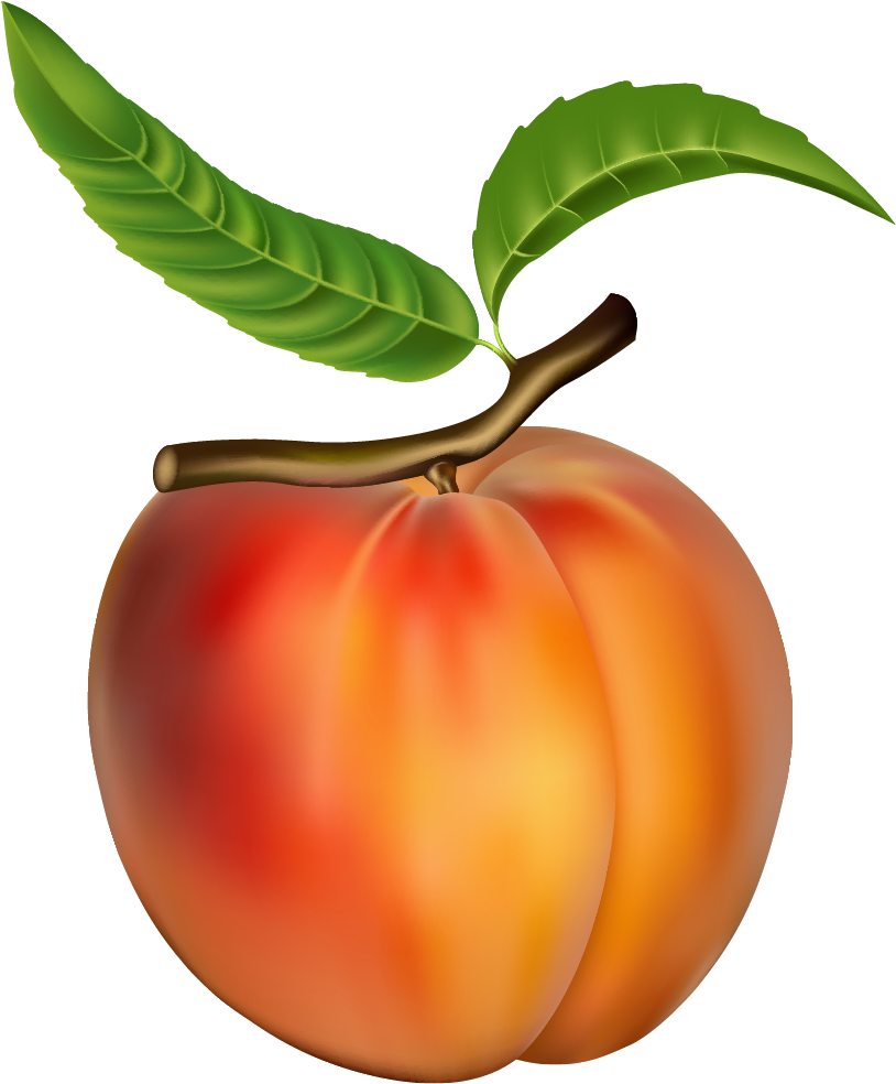 Peach Png Clipart - Peach Clipart Transparent Png (837x1013), Png Download