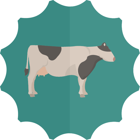 Cow Clipart Digestive System - Dairy Cow - Png Download (568x568), Png Download