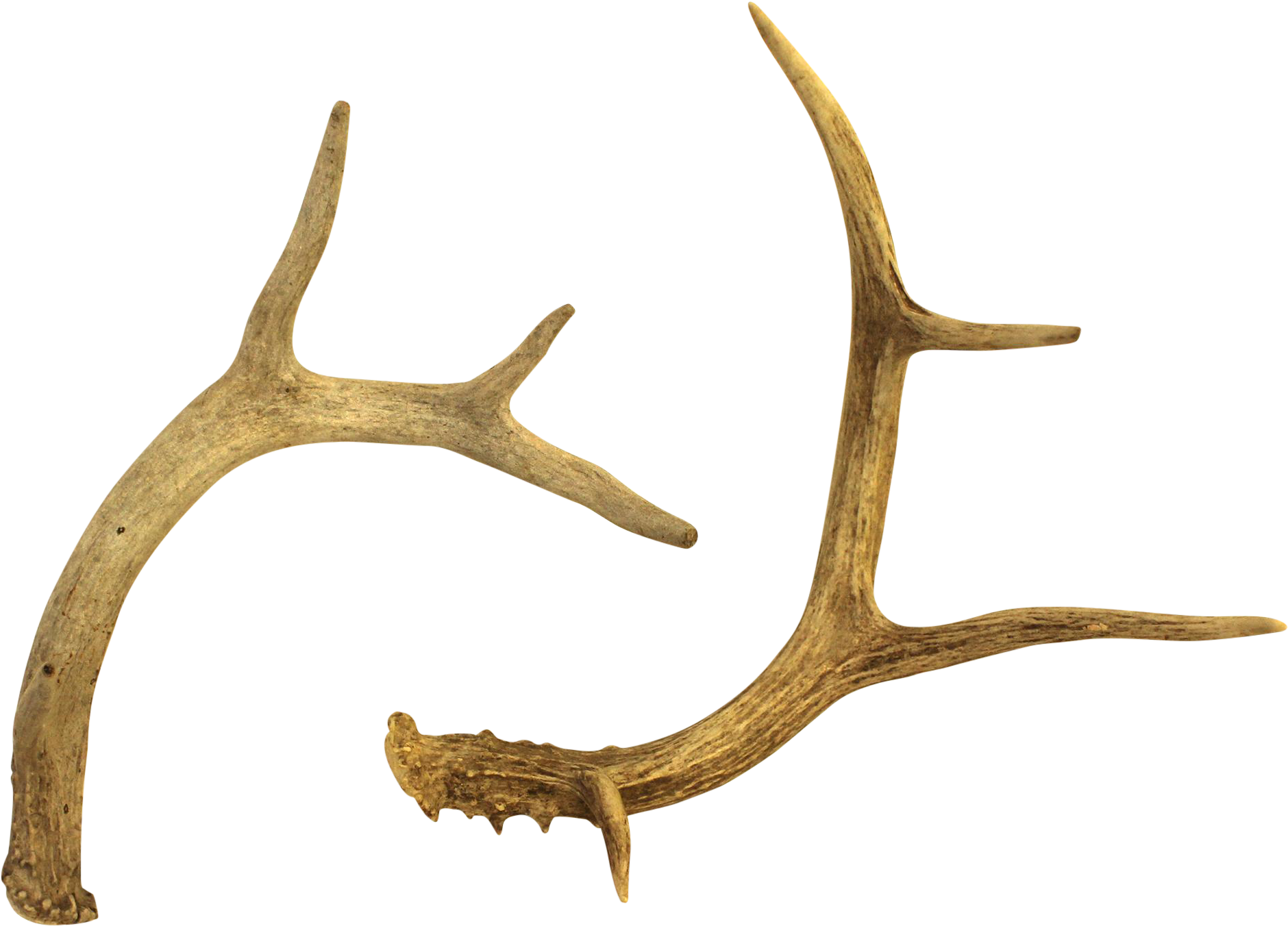 Clipart Free White Tailed Deer Chairish - White-tailed Deer - Png Download (2088x1501), Png Download