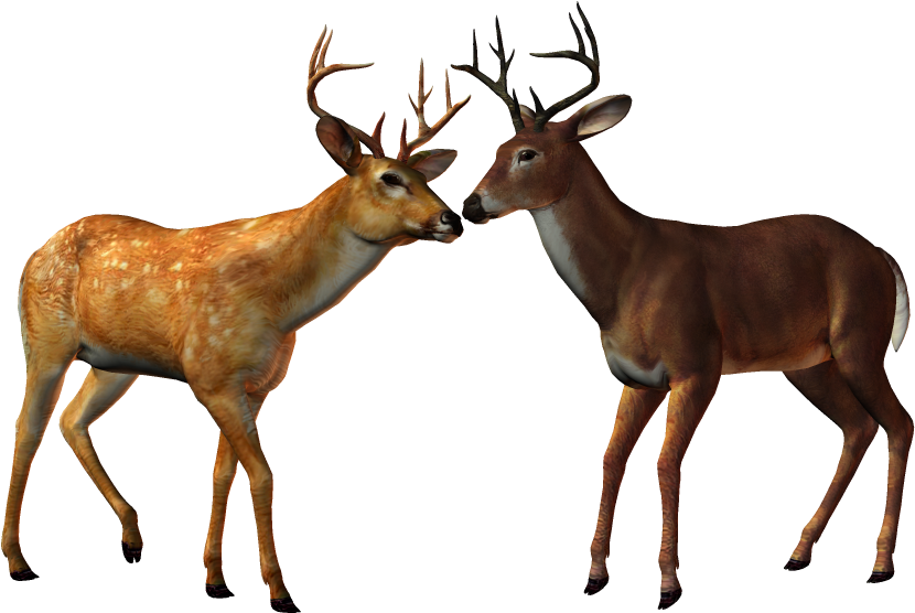 Animaux De La Forêt - Clipart Animaux De La Foret - Png Download (900x768), Png Download