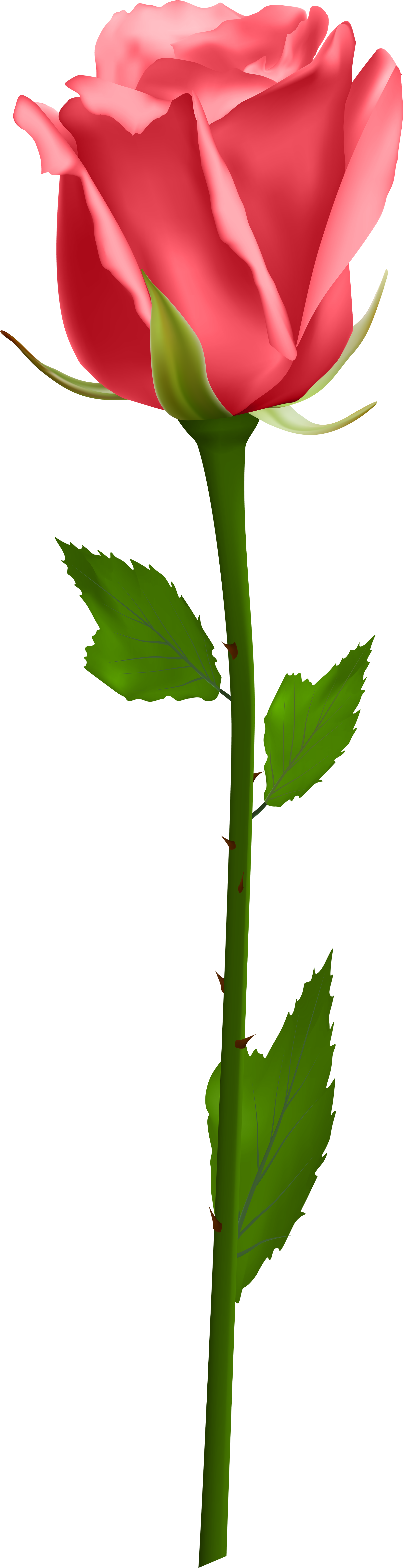 Blue Rose No Background Clipart (2283x8000), Png Download