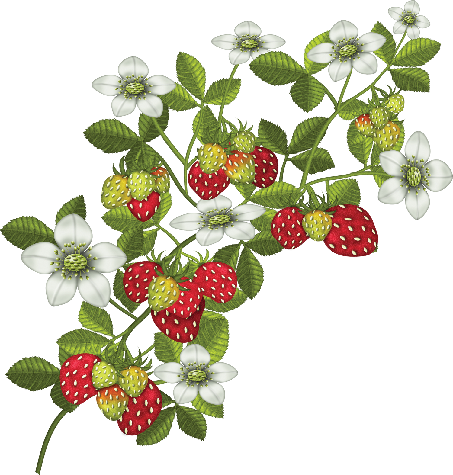 Photo By @duda-cavalcanti - Fraisier Png Clipart (1500x1573), Png Download