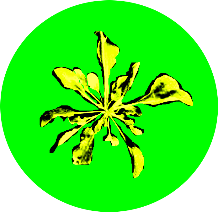 Rosette Is The Beginning Stage Of Weed Development - Rosette Clipart (776x740), Png Download
