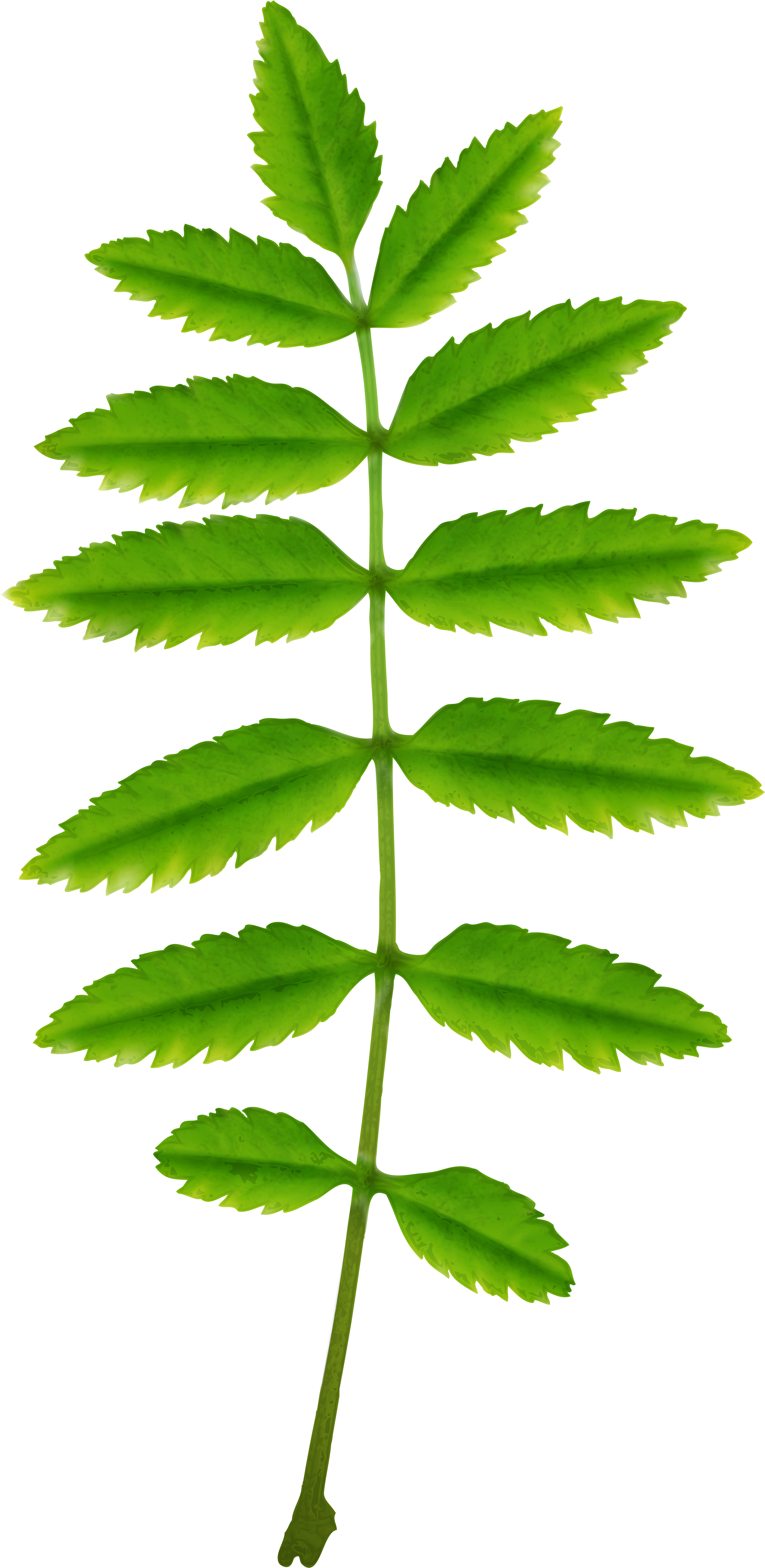 Tree Clipart (3914x8000), Png Download