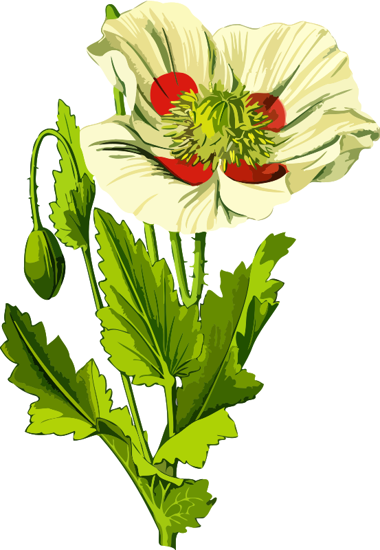 Opium Poppy Opium Wars Common Poppy - Opium Poppy Clipart - Png Download (519x750), Png Download