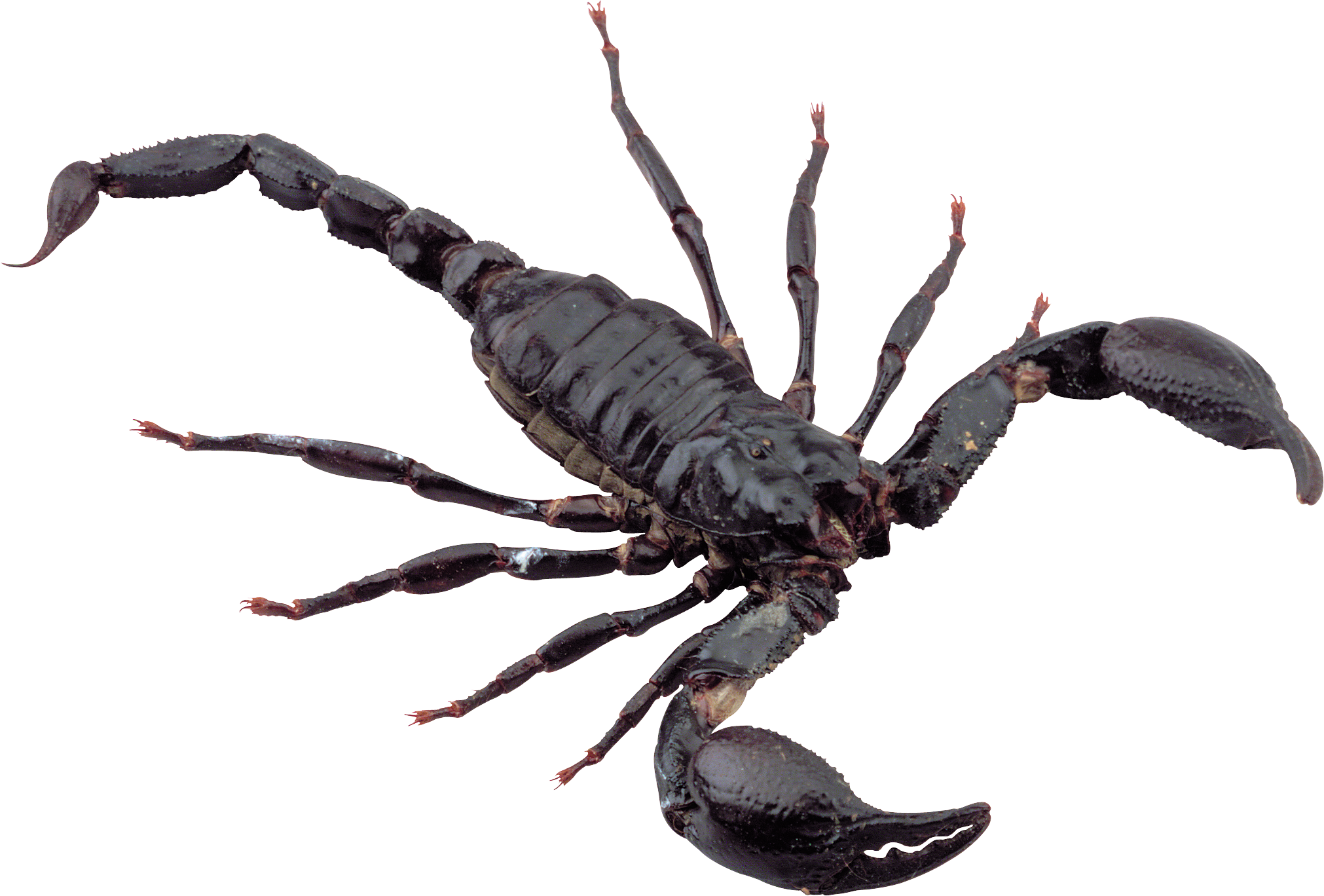 Scorpion Clipart Transparent Picture Black And White - Scorpion Png (2022x1368), Png Download