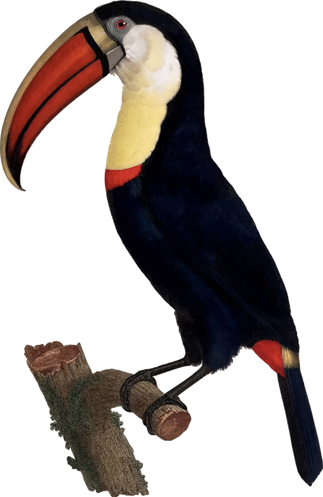 Toucan - Giclee Painting: Levaillant's Hand Coloured Engraving Clipart (651x1000), Png Download