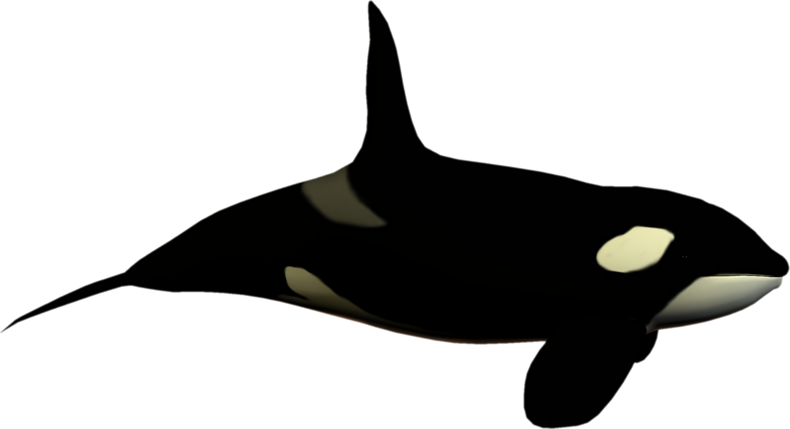 Xml Api - Killer Whale No Background Clipart (1600x870), Png Download