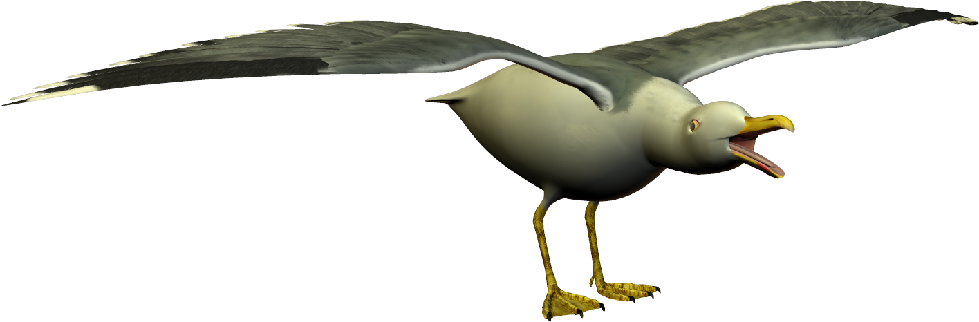 Simple Sea Gull Clip Art - Clip Art - Png Download (1490x551), Png Download