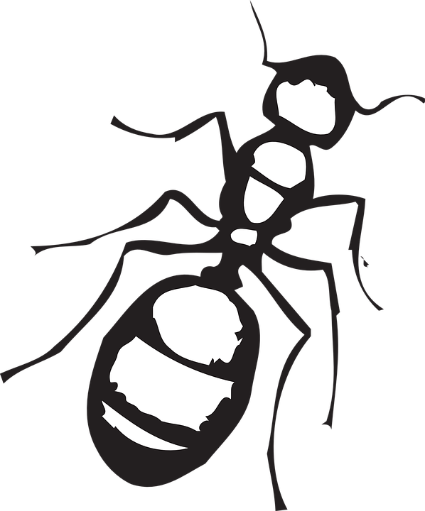 Legs Clipart Ant - Ant Clip Art Black And White - Png Download (598x720), Png Download