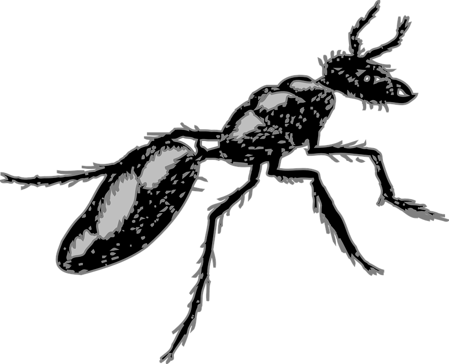 Legs Clipart Ant - Segmented Body Insect - Png Download (889x720), Png Download