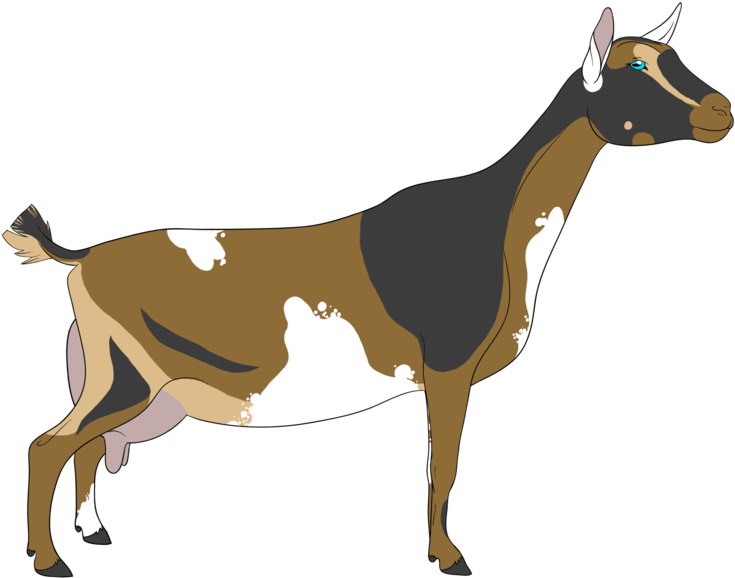 Brucellosis Free Per Usda - Goat Clipart (800x747), Png Download