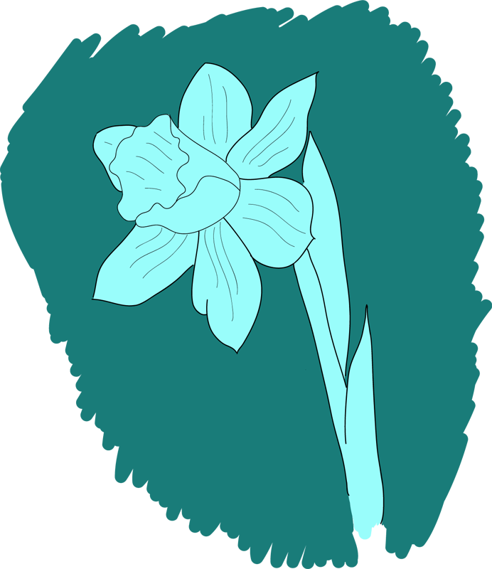 Daffodil Drawing - Drawing Clipart (692x800), Png Download