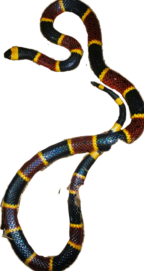 Sonoran Coral Snake Clipart (480x900), Png Download
