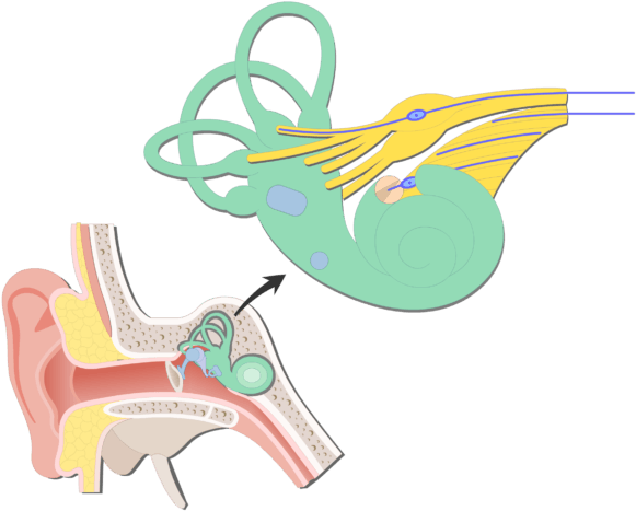 An Image Showing The Bipolar Neurons Inside Inner Ear - Vestibular Branch Clipart (721x550), Png Download