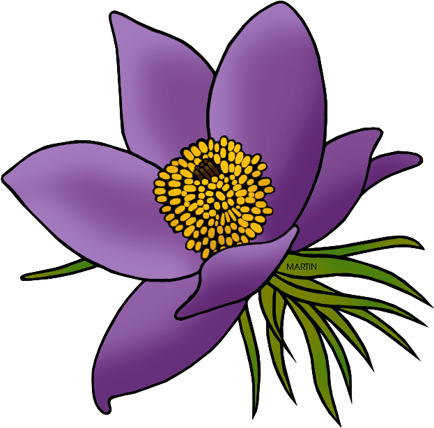State Floral Emblem Of South Dakota - South Dakota State Flower Clipart (648x642), Png Download