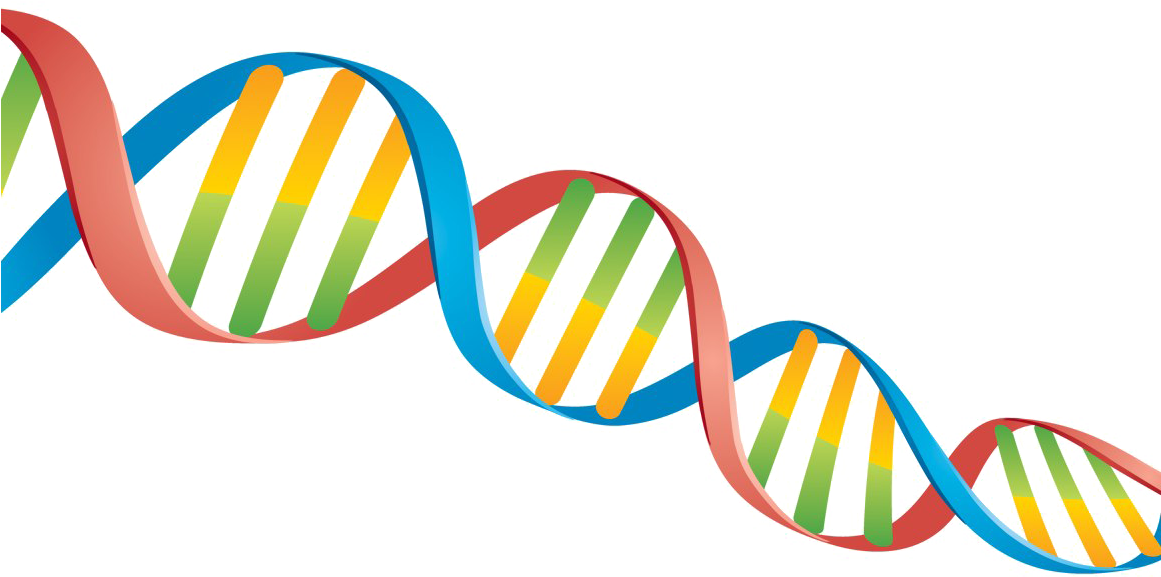Dna Png Transparent - Dna Png Clipart (1160x772), Png Download