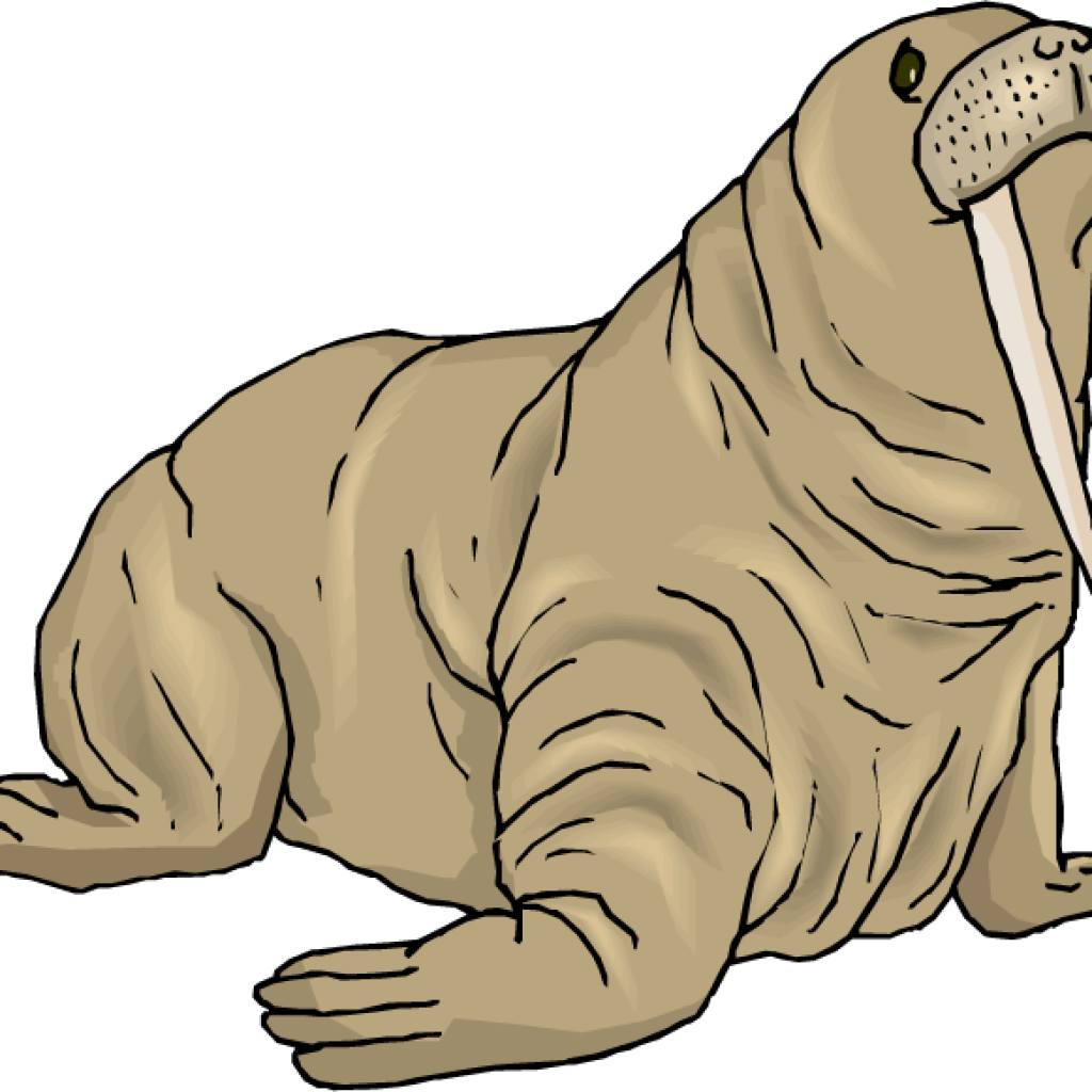 Walrus Clipart Top 78 Clip Art Free Image Classroom - Wallross Transparent - Png Download (1024x1024), Png Download