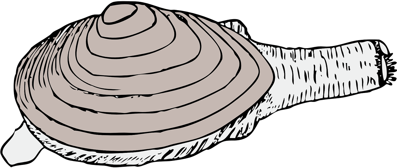 Svg Black And White Library Clam Living Shell Mollusk - Quahog Clipart - Png Download (1280x640), Png Download