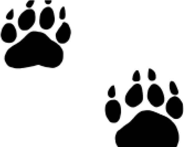Grizzly Clipart Bobcat Footprint - Black Bear Paw Png Transparent Png (640x480), Png Download