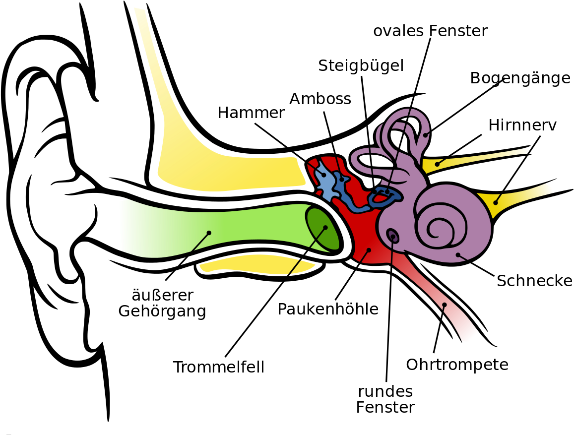 Anatomy Of The Ear Ks2 - मानव कान की संरचना Clipart (1280x960), Png Download