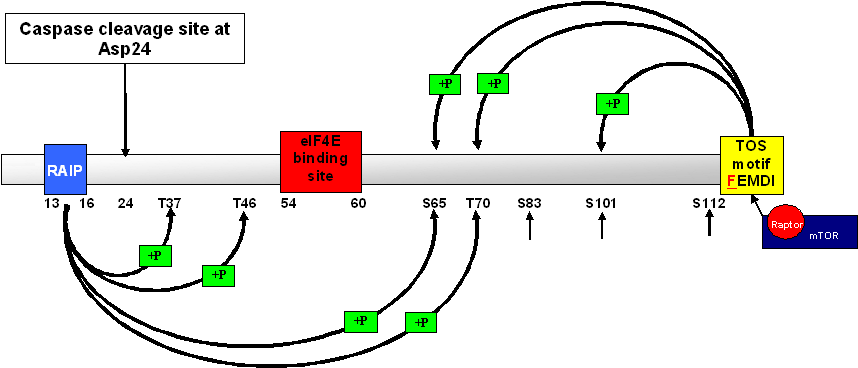 Diagram Of Dna Translation Images Gallery - 4ebp1 Phosphorylation Sites Clipart (865x376), Png Download