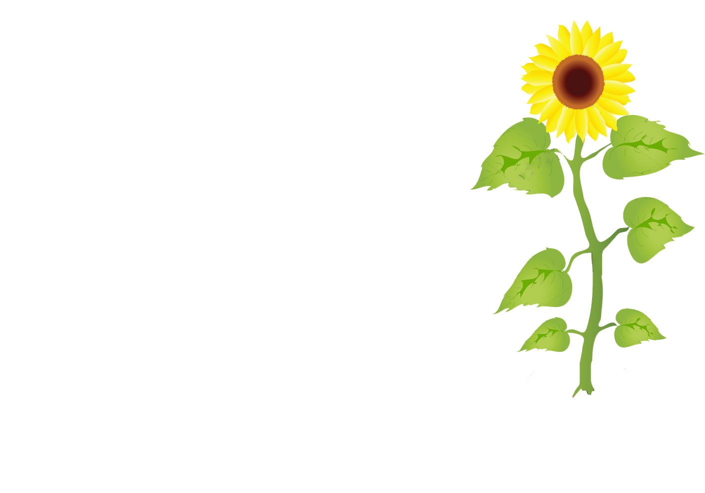 Most Sunflowers Are Remarkably Tough And Easy To Grow - Sunflower Growth Stages Clipart (1500x1150), Png Download