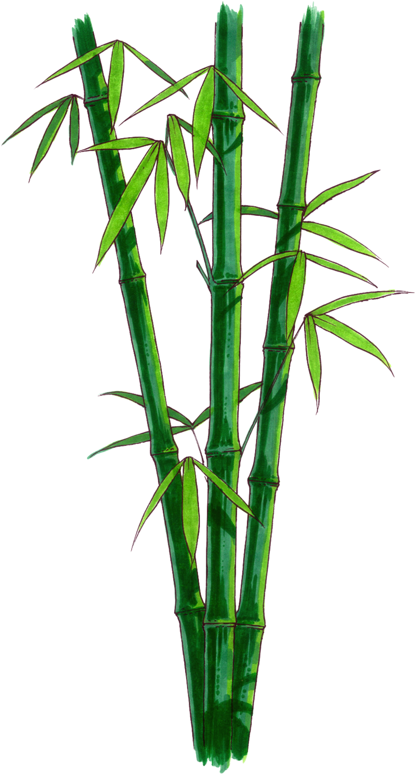 Bamboo Png Transparent Free Images Png Only Bamboo - Bamboo With No Background Clipart (1000x1639), Png Download