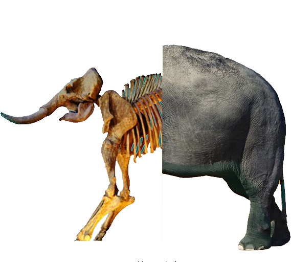 Mammoth Vector Skeleton - Mammoth Site, Hot Springs Clipart (646x511), Png Download