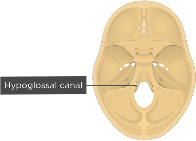 Hypoglossal Canal Download - Foramen Magnum Clipart (704x550), Png Download