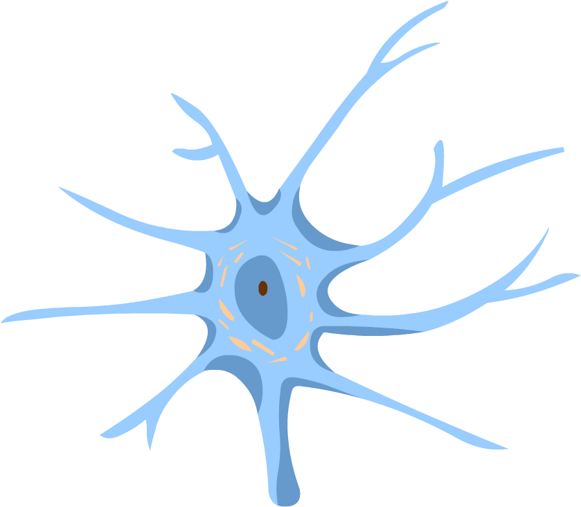 Nervous System - Peripheral Nervous System Clipart (880x880), Png Download