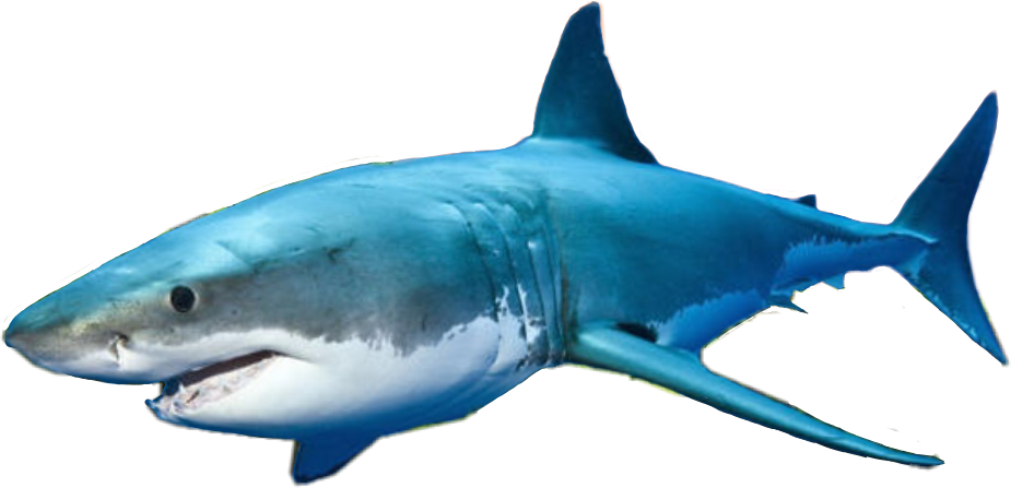 Shark Clipart (925x447), Png Download