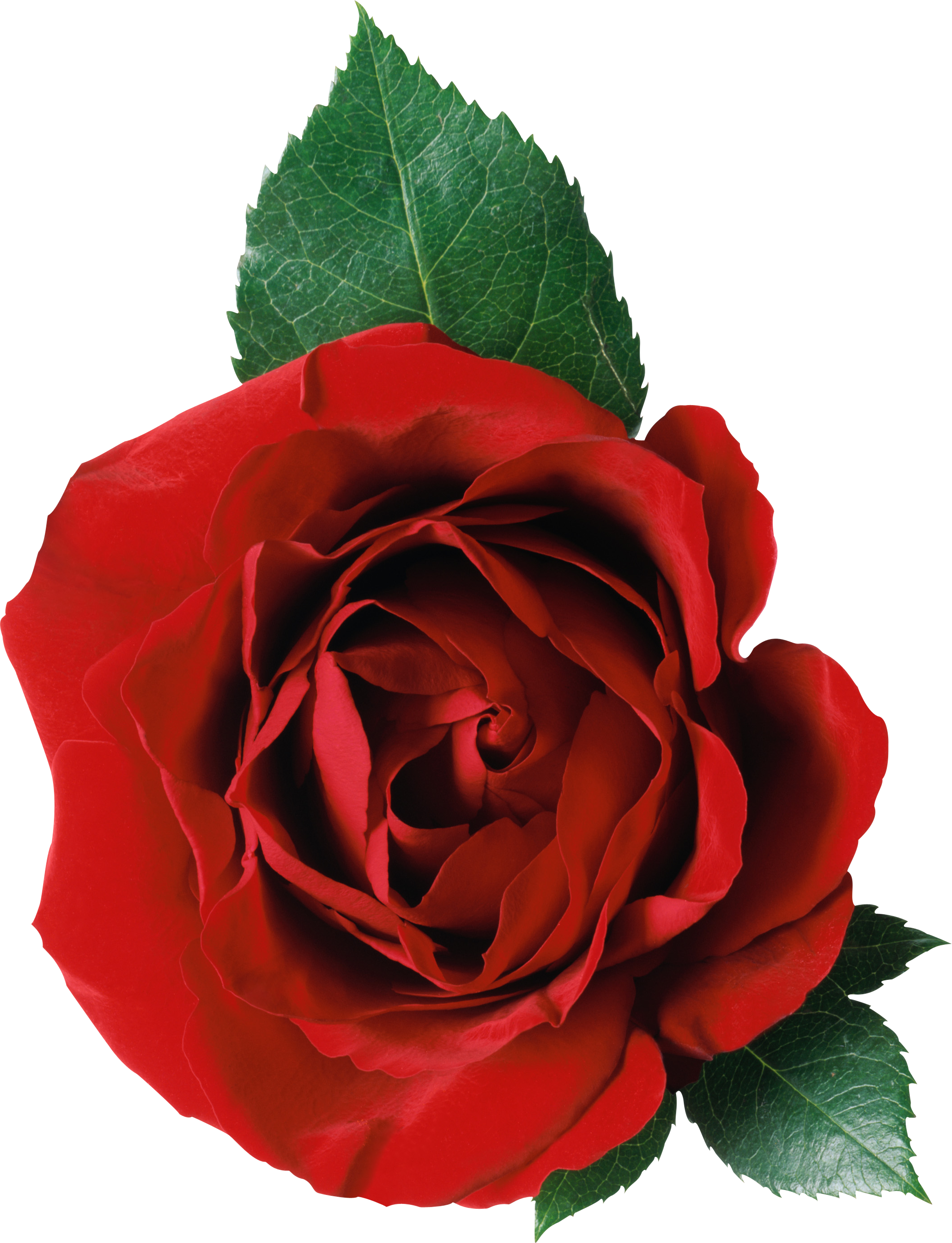 Rose Free Png Clipart (2119x2768), Png Download