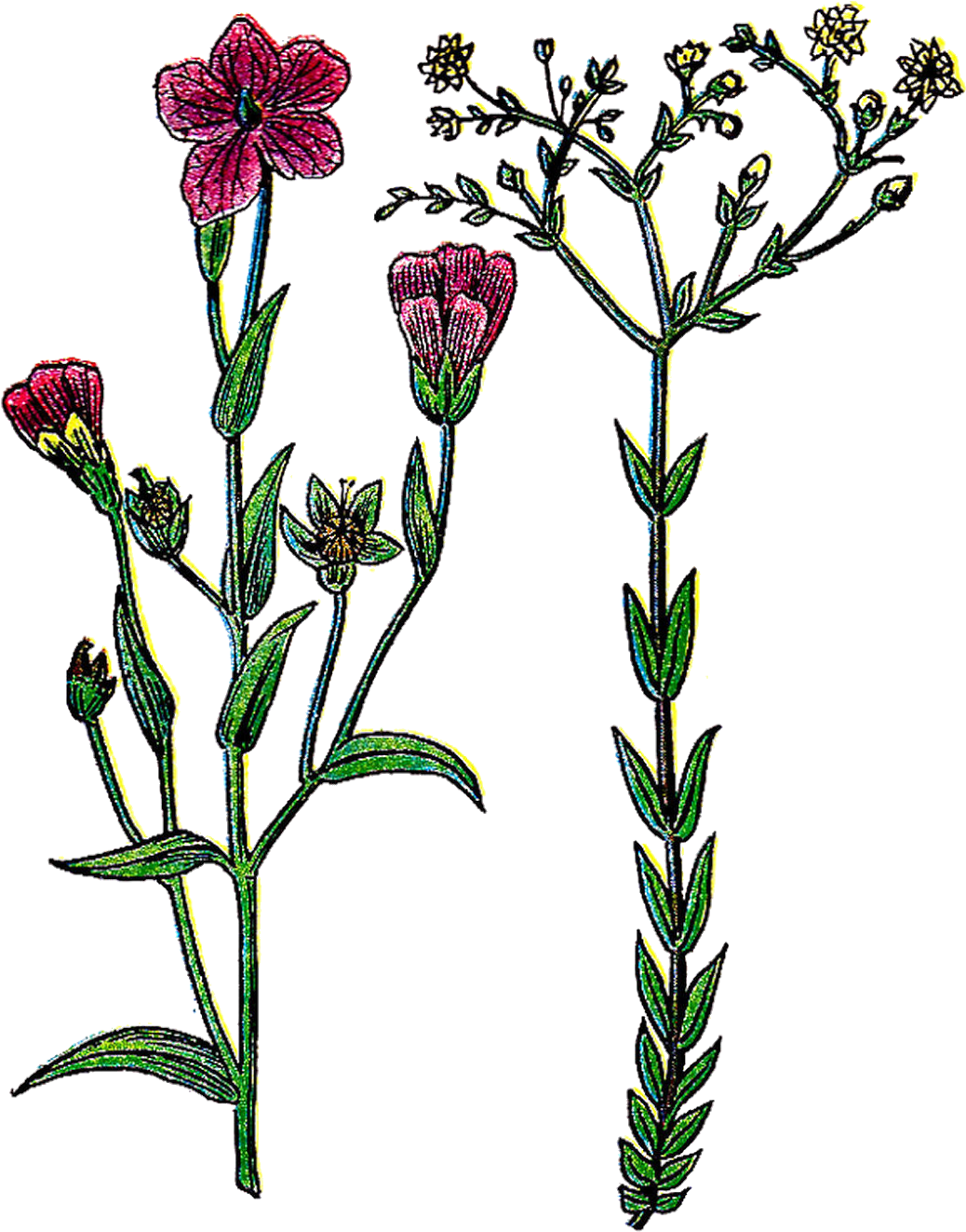 Botany Illustration Clip Art Png Free Stock Transparent Png (1282x1600), Png Download
