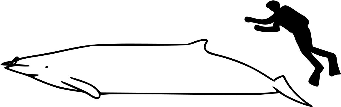 Whale Clipart (1200x457), Png Download