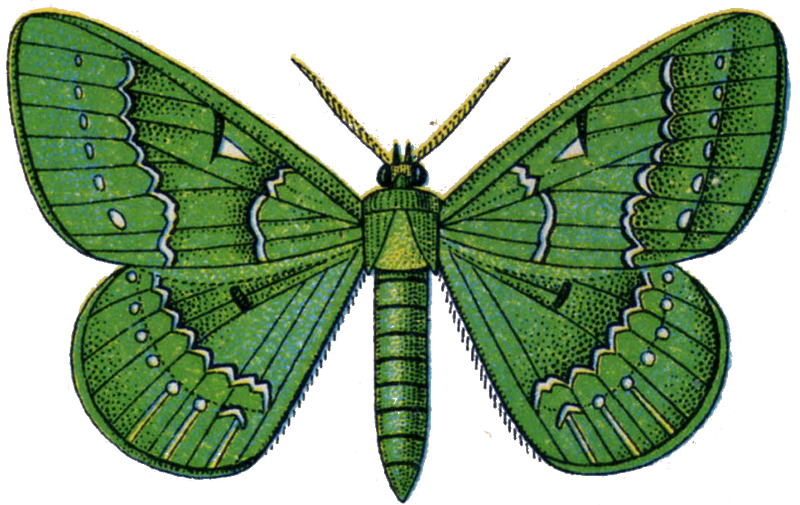 Vintage Butterfly ~ Zibi Vintage Scrap - Gallery Direct Butterflies 17 Graphic Art On Wrapped Clipart (800x505), Png Download