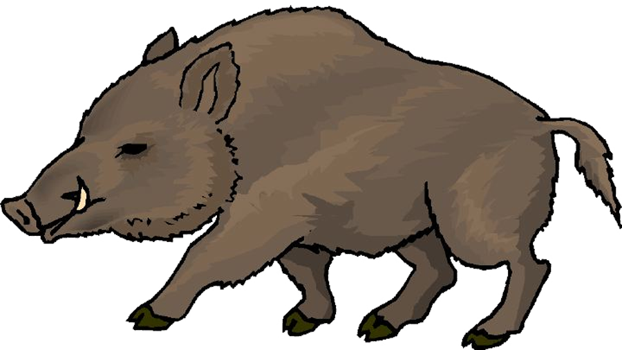 Png Freeuse Wild Clip Art Others - Boar Clipart Transparent Png (900x506), Png Download