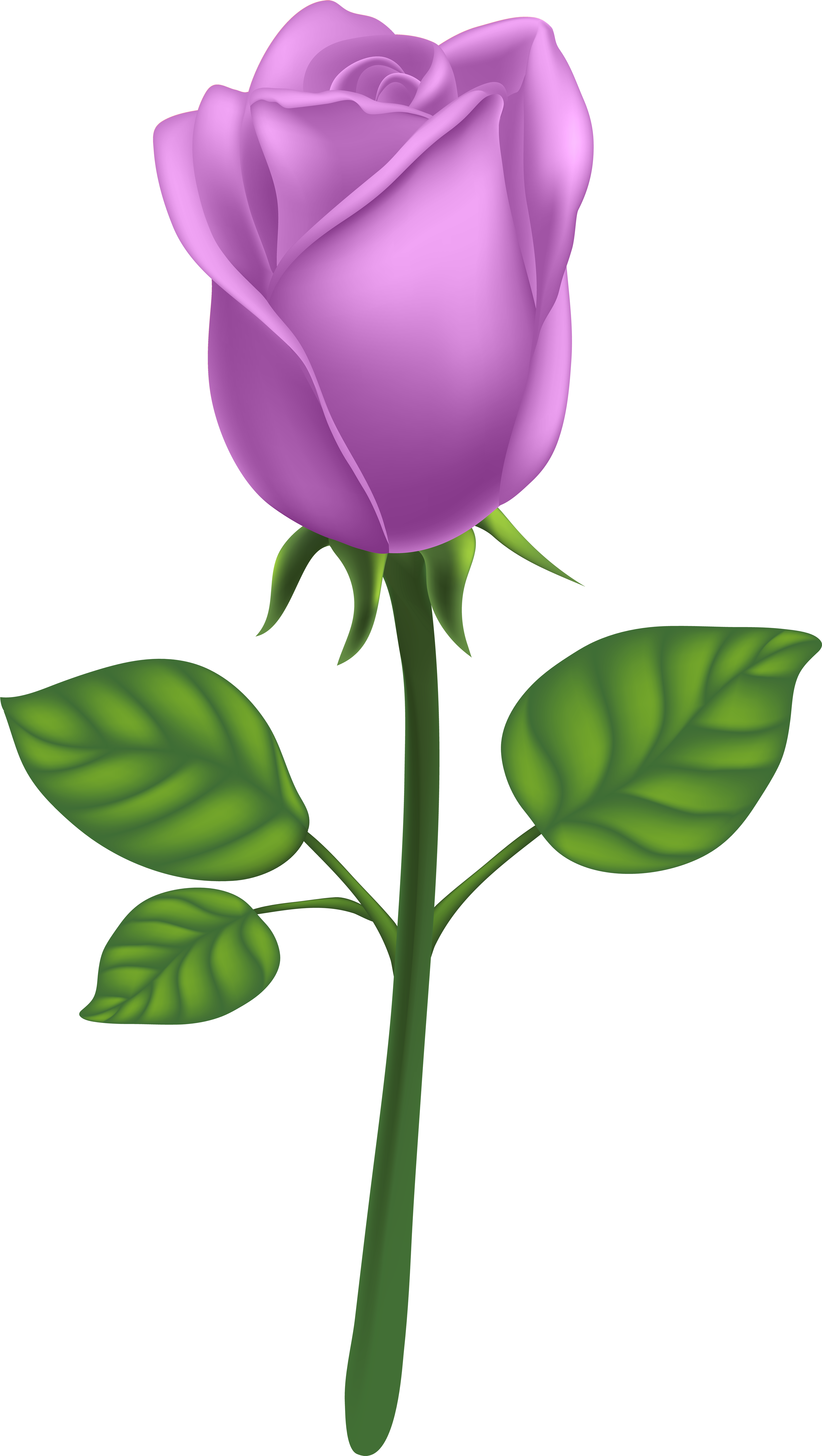 Purple Long Stem Rose Png Clipart (4518x8000), Png Download