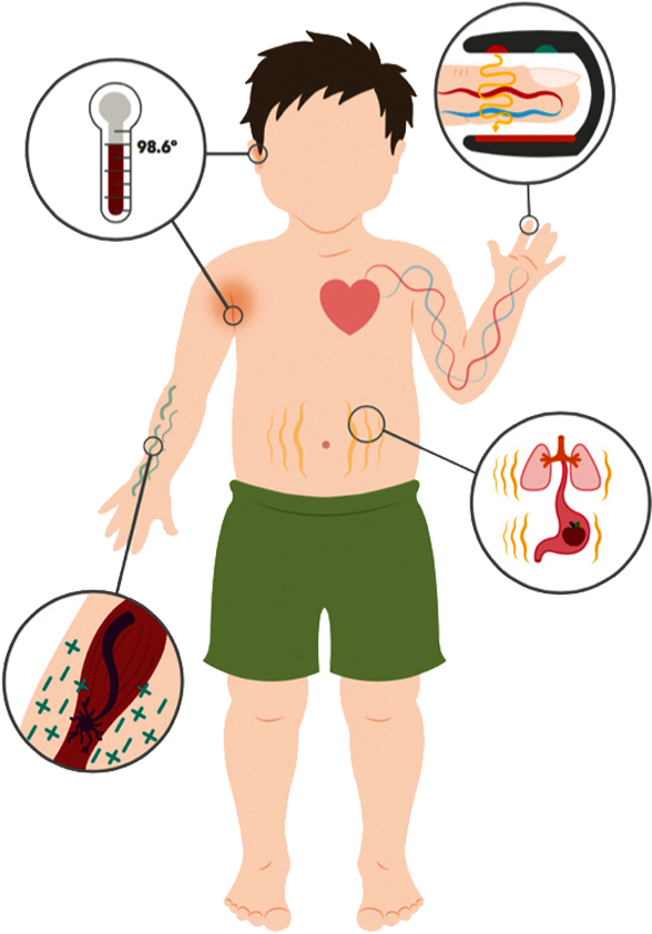 Blood Oxygenation And Heart Rate - Cartoon Clipart (649x869), Png Download
