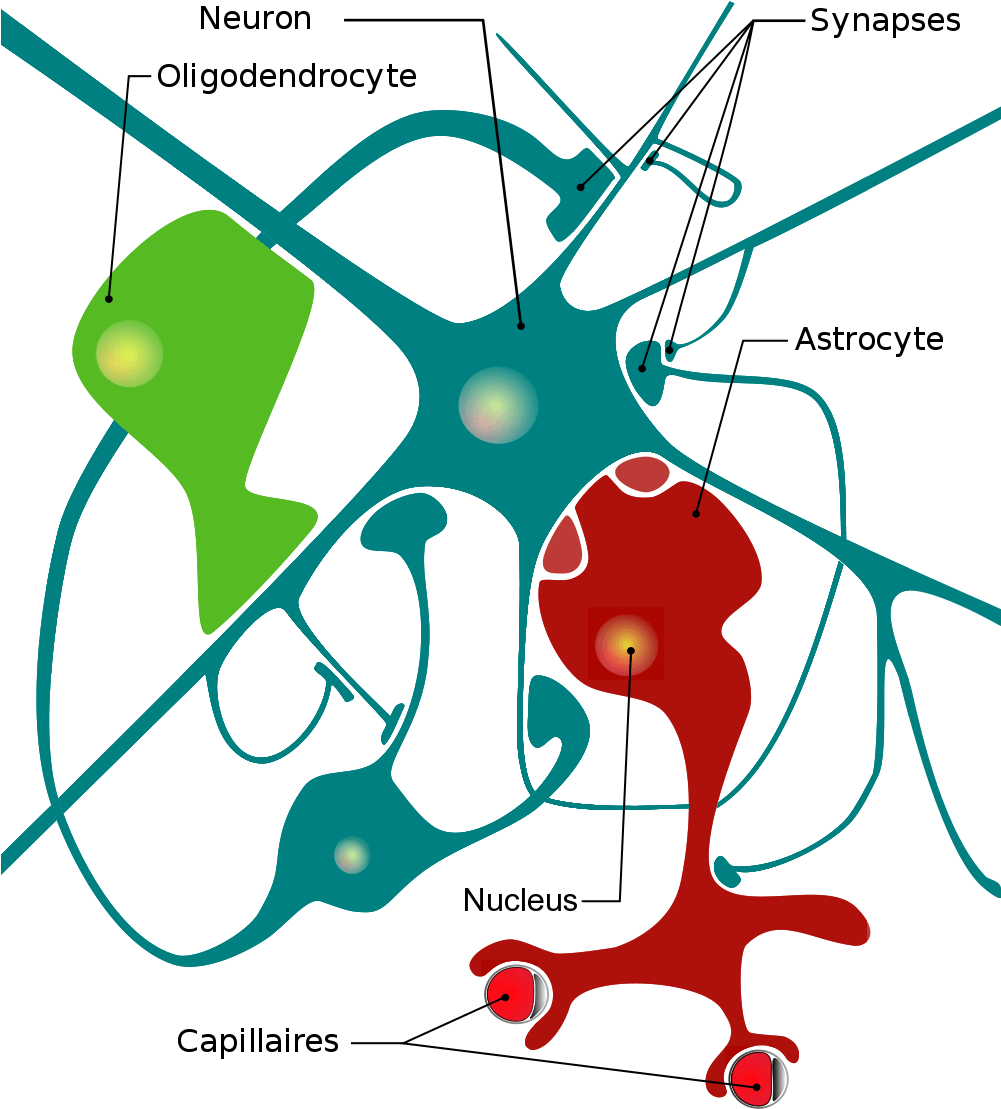 Neurons Cliparts - Cellules Du Système Nerveux - Png Download (1000x1414), Png Download