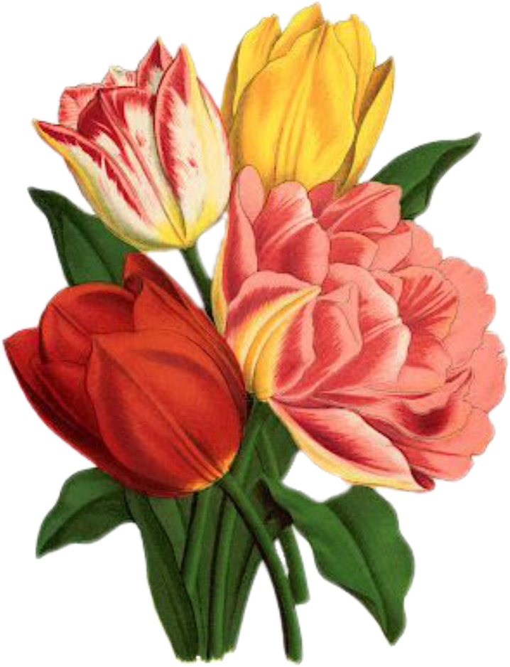 Clipart Flowers Mayflower - Tulips Art - Png Download (905x1280), Png Download