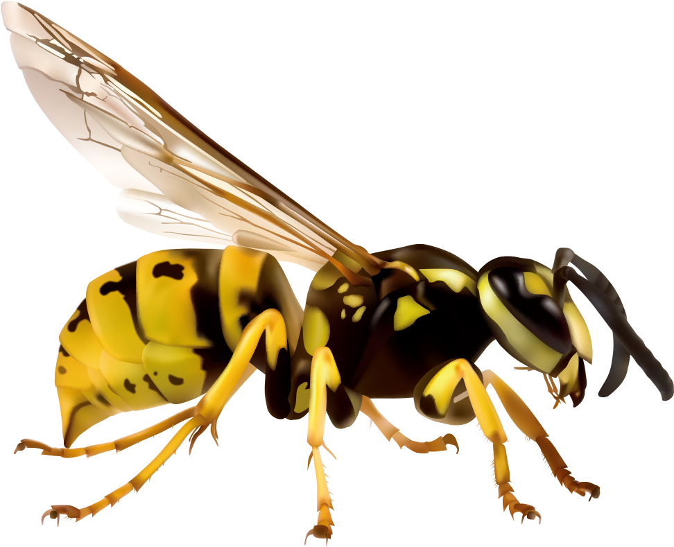 Insects Clipart Hornet - Wasp White Background - Png Download (1000x1000), Png Download