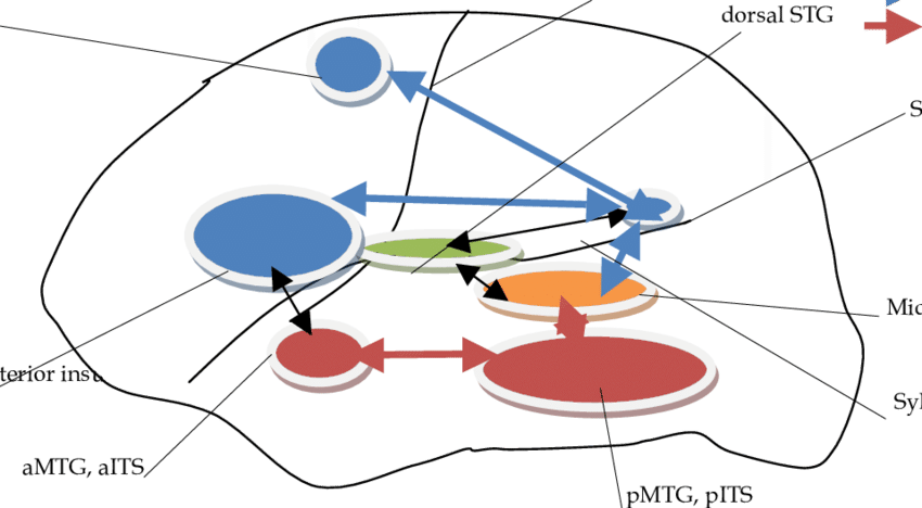 The Relevant Brain Areas In The Dual Stream Model Of - Brain Clipart (850x468), Png Download