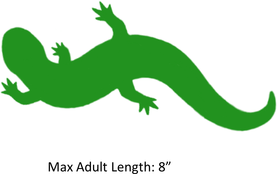 Reptile Clipart Salamander - Gecko - Png Download (1041x707), Png Download